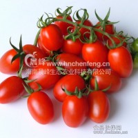 珍珠番茄種子-普羅11號