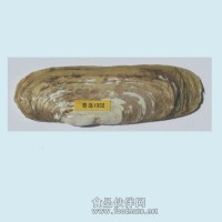 GLUE貝類標記放流標記