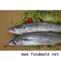 供應冰鮮馬鮫魚