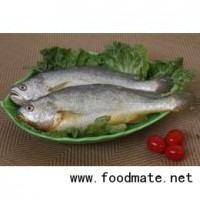 供應冰鮮黃魚