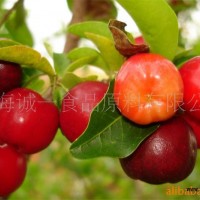 針葉櫻桃提取物/巴西中花/天然VC
