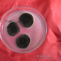 大量供應黑曲霉