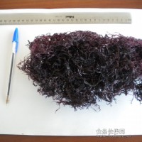 進口紅冰藻
