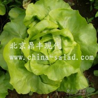 奶油生菜種子-法國奶油綠