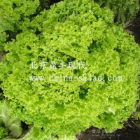 散葉生菜種子-羅莎綠