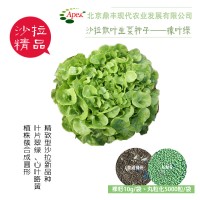 散葉生菜種子 橡葉綠