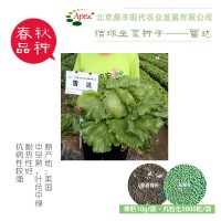 美國結(jié)球生菜種子-雷達(dá)