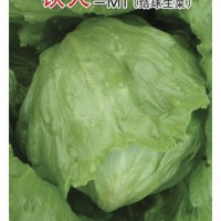 圓生菜種子—鐵人