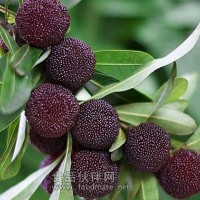 供應(yīng)楊梅落果