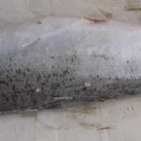 智利三文魚