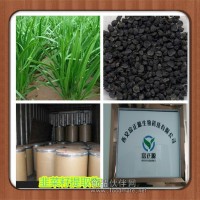 供應韭菜籽提取物 植物提取物廠家