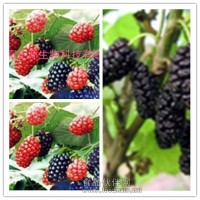 供應桑葚提取物【西安】桑葚果粉廠家