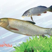 大量供應冷凍草魚系列產品