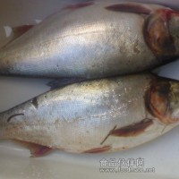 大量供應條凍白鰱魚系列產品