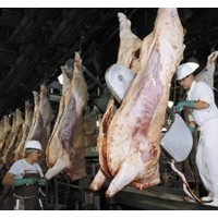 BV牛用二分體鋸