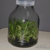 鐵皮石斛瓶苗 組培苗