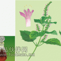 供應廣藿香油