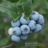 供應藍莓苗 櫻桃苗 核桃苗 果樹苗銷售