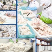 加盟大連淡干海參|海參酒代理