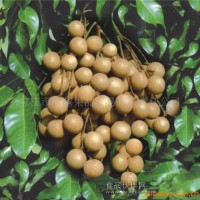 供應(yīng)噴霧干燥桂圓粉