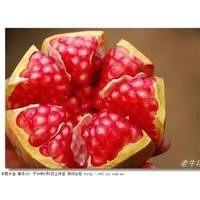 真如果供應(yīng)天然石榴粉