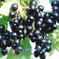 真如果供應(yīng)黑加侖粉
