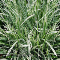 廠家大量供應植物提取物燕麥草
