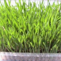 小麥芽苗菜