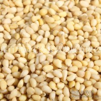 大量供應食品廠用馬尾松仁