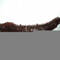 進口海參/美國刺參/海參/鹽漬/混頭