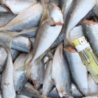 供應加喜廠家直銷冷凍二去巴浪魚