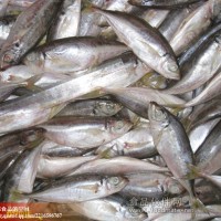 供應凍竹莢魚