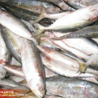 供應單凍白面魚，金邊花鯖