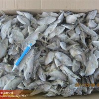 凍原條馬面魚