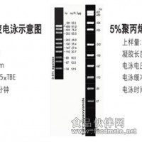 DNA Marker酶切系列
