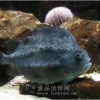 進(jìn)口冰島原條海參斑（圓鰭魚）