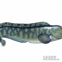 進(jìn)口冰島狼魚頭（產(chǎn)自北大西洋深海海域）