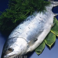 供應(yīng)挪威三文魚（冰鮮）