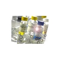 魚雌二醇(E2)ELISA Kit