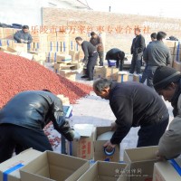 一號樂陵小棗低價格供應