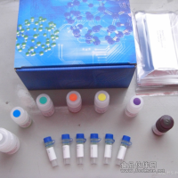 大鼠可溶性E選擇素(sE-selectin)ELISA Kit