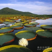美國開心果進口需要--手續(xù)和單證/流程