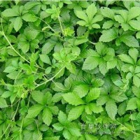 Gynostemma P.E.，絞股藍甙，絞股藍提取物