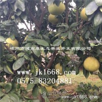 四年生的紅肉蜜柚樹苗批發銷售