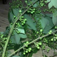 新鮮山胡椒大量出售！歡迎新老客戶來電咨詢！