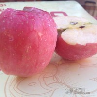 羽軒蘋果  綠谷盛邦 棲霞蘋果 祥羽果業