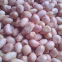 優質白沙系285花生米