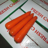 壽光胡蘿卜供應商