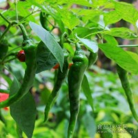 生態(tài)辣椒，生態(tài)青椒，生態(tài)