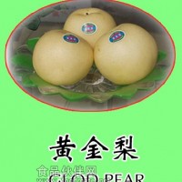 供應黃金梨